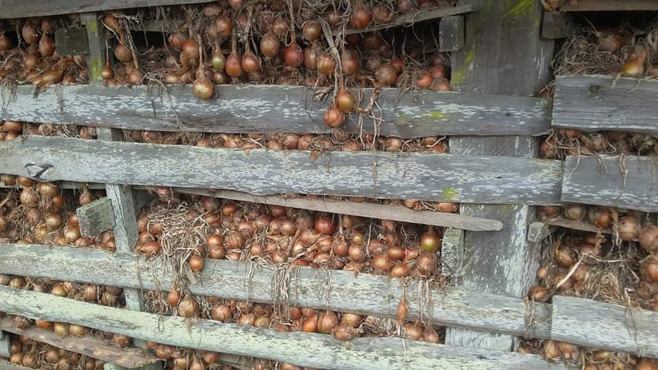 Aprocesc inicia cadastramento de produtores de cebola da região