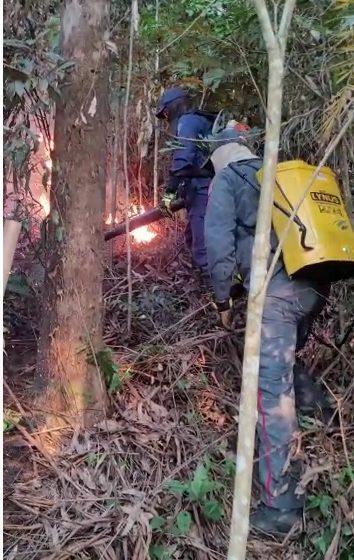 Área de reflorestamento é atingida por incêndio em Atalanta