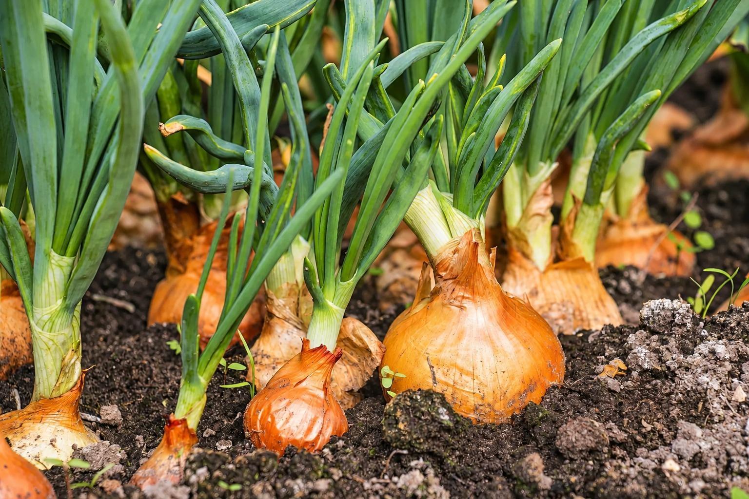 Área plantada com cebola deve cair 15% em Santa Catarina na próxima safra