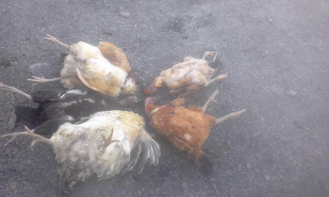 Ataque de abelhas mata animais no interior de Leoberto Leal
