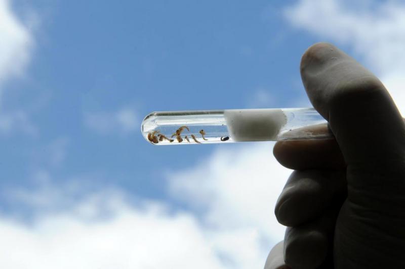 Aumenta em 50% o número de casos de dengue transmitidos dentro de Santa Catarina