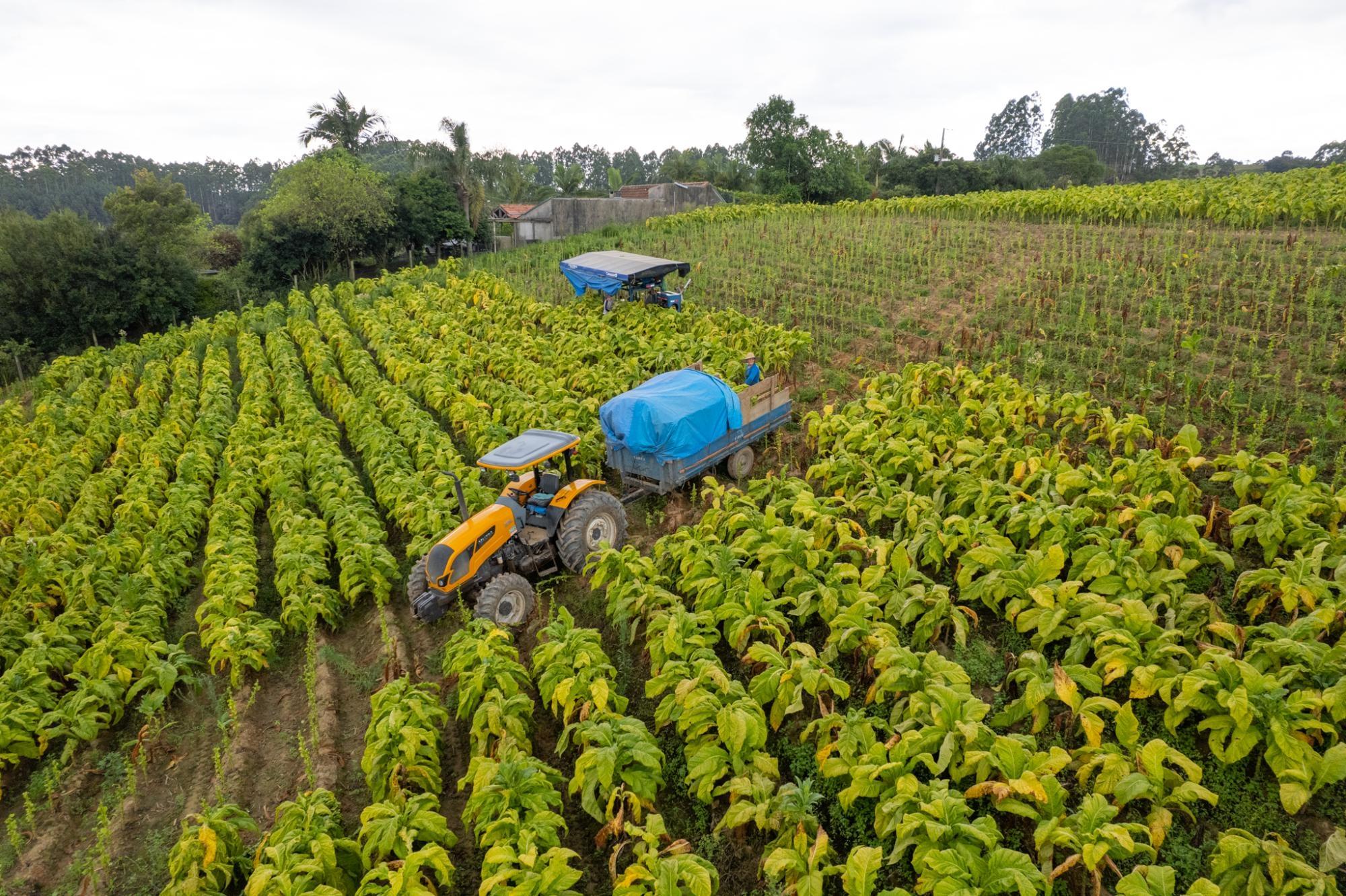Aumento na área plantada de tabaco impulsiona estimativa de produção da safra