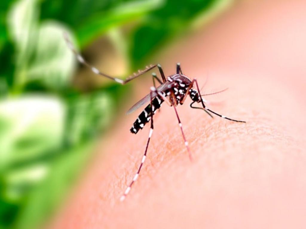 Aurora pode ter o primeiro caso de dengue contraído dentro do município