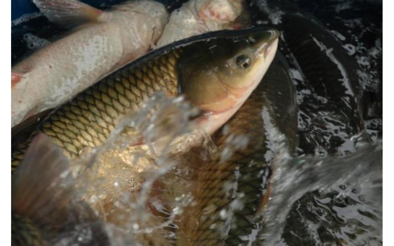 Aurora realiza a partir desta quarta-feira (27) a tradicional Feira do Peixe
