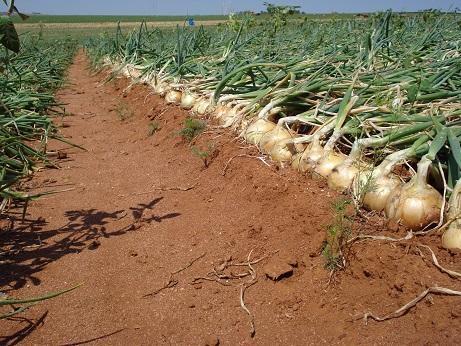 Aurora vai sediar Seminário Nacional da Cebola