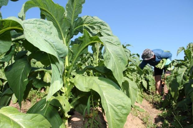 Representantes da Comissão Estadual do Tabaco farão visita as empresas fumageiras para avaliar classificação do produto