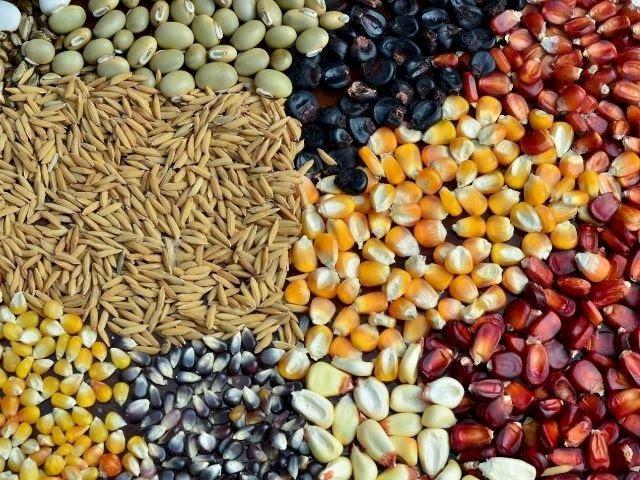 Boletim Agropecuário de março aponta preços pagos aos produtores de grãos em SC
