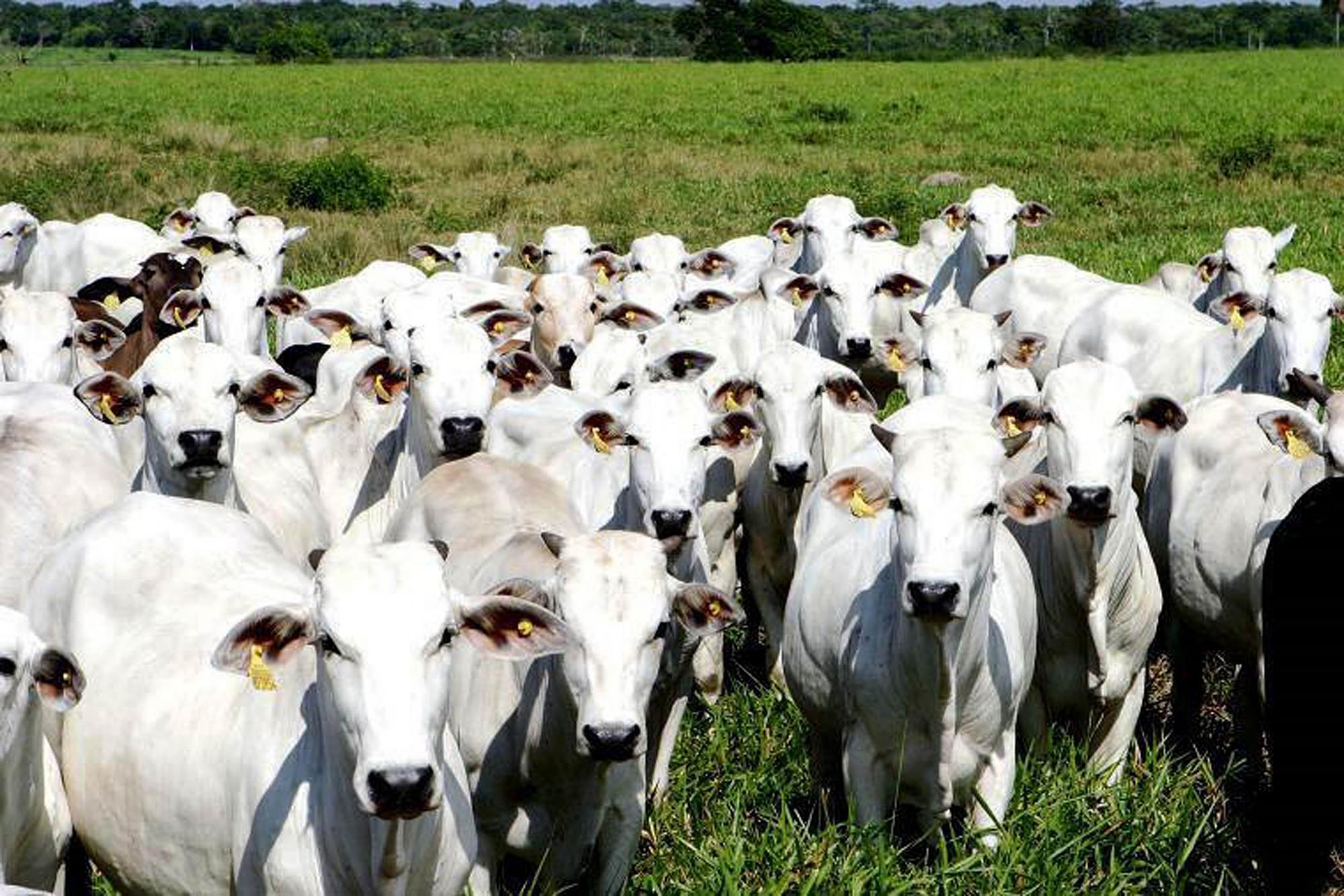 Bom Retiro realiza seminário para debater Brucelose e Tuberculose bovina
