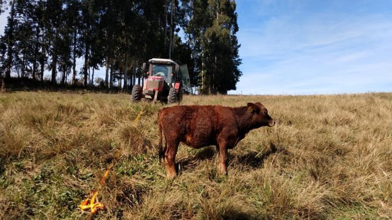 Bombeiros resgatam bezerro que caiu em cachoeira no Alto Vale do Itajaí