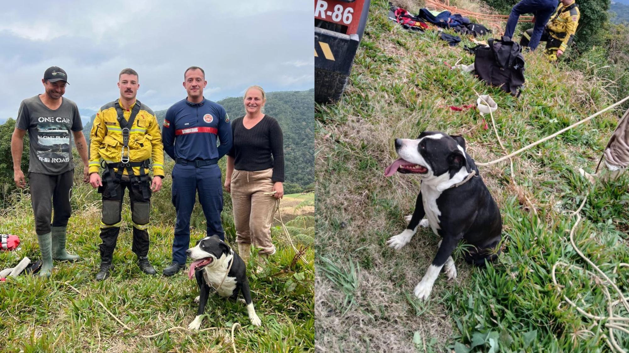 Bombeiros resgatam cão que estava acima de penhasco em Alfredo Wagner