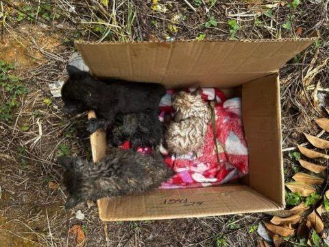  Bombeiros resgatam filhotes de gato abandonados em Ituporanga
