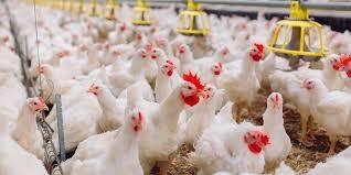 Brasil suspende exportações de carne de aves e seus produtos
