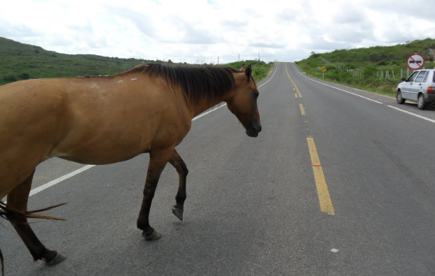 Brincagem de cavalos pode virar lei em Santa Catarina