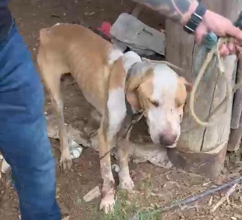 Cachorro é resgatado com ferimentos graves em Apiúna após denúncia