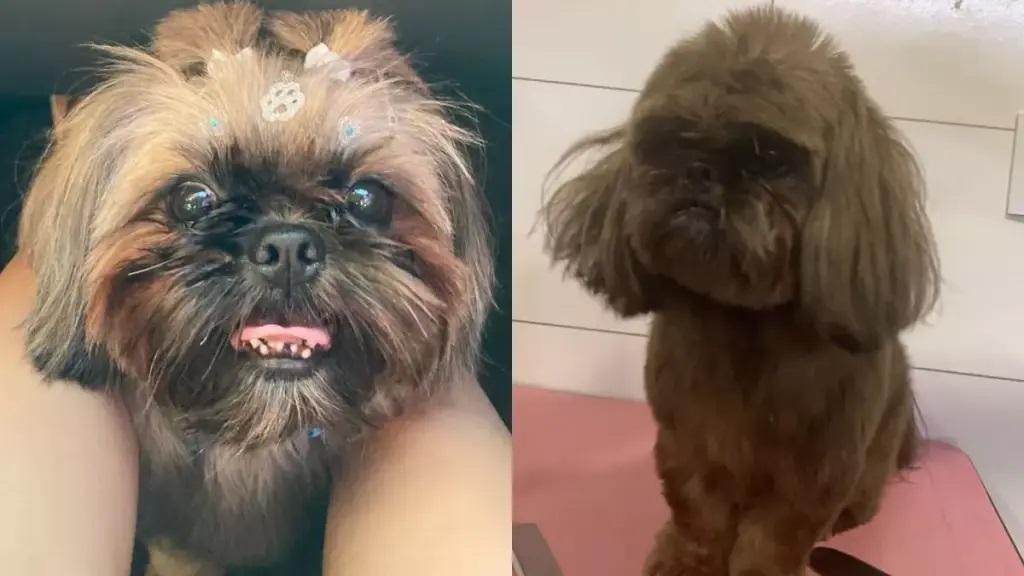 Cachorro furtado é encontrado pintado com tinta de cabelo