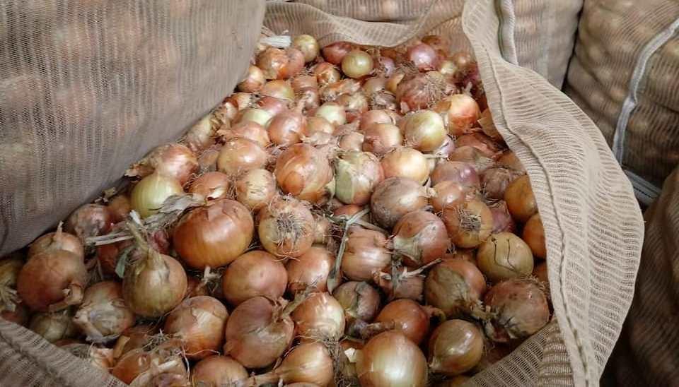Câmara Setorial da Cebola e Aprocesc se reúnem em Ituporanga nesta quinta-feira (13)