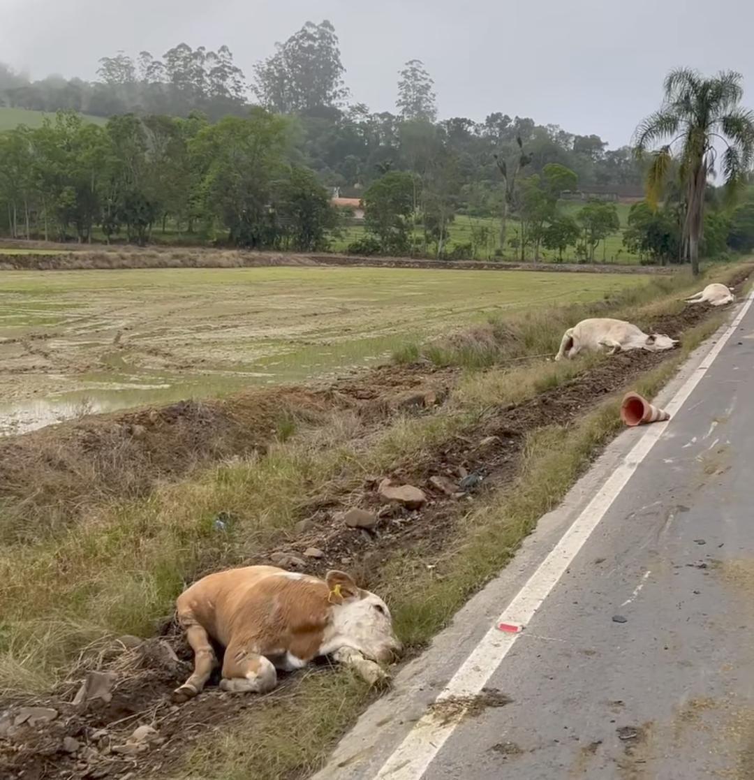 Caminhão atropela e mata bovinos no Alto Vale