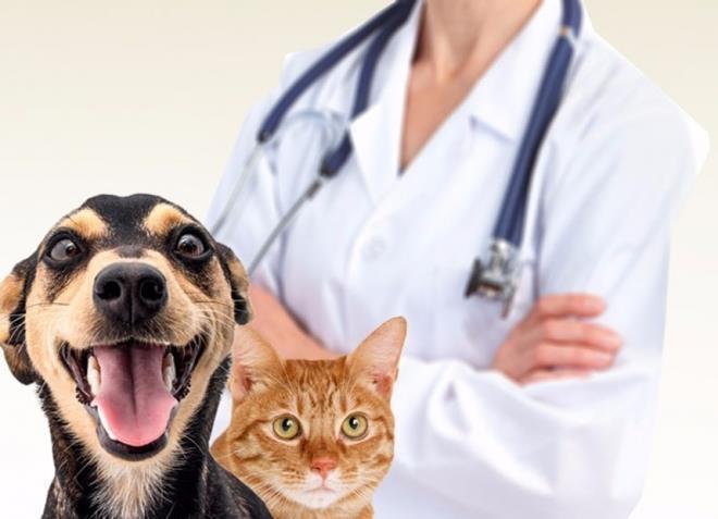 Campanha de castração de animais será realizada no final de semana em Imbuia