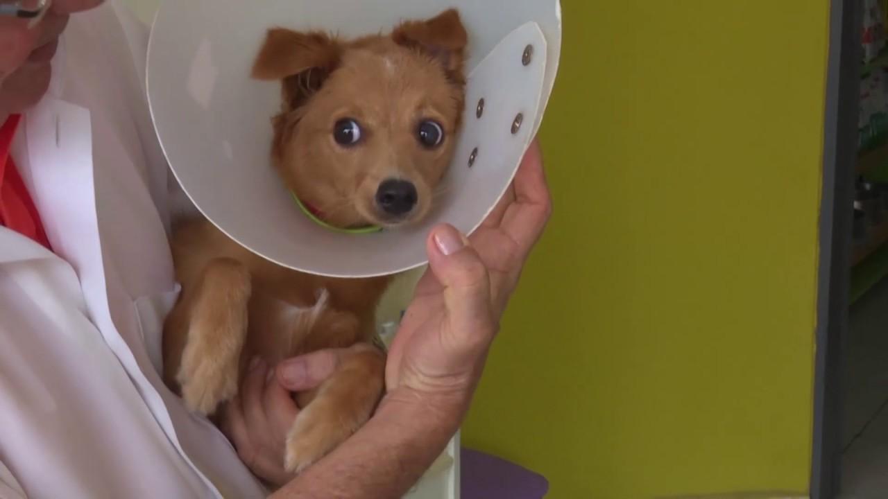 Campanha de castração de cães será realizada em Imbuia