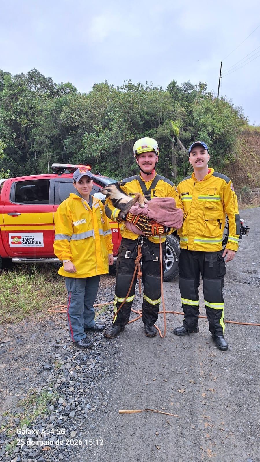 Cão paraplégico é resgatado de ribanceira de 20 metros em Aurora