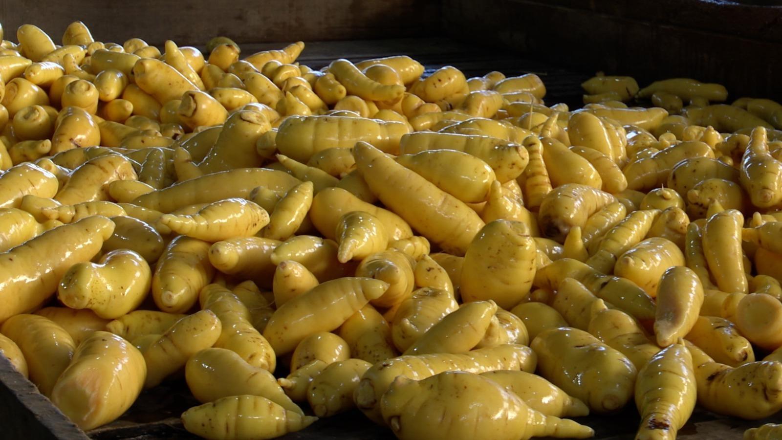 Capital catarinense da batata-salsa, Angelina produz mais de 8 mil toneladas da hortaliça por ano