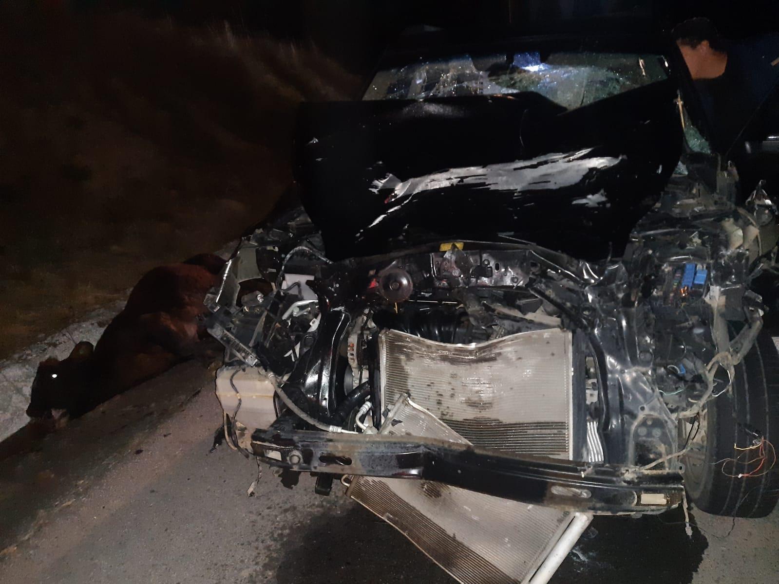 Casal é conduzido ao hospital após colidir em uma vaca na BR-282 em Bom Retiro 