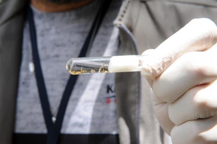 Casos de dengue em SC crescem 126% e chegam a 156 em 2020