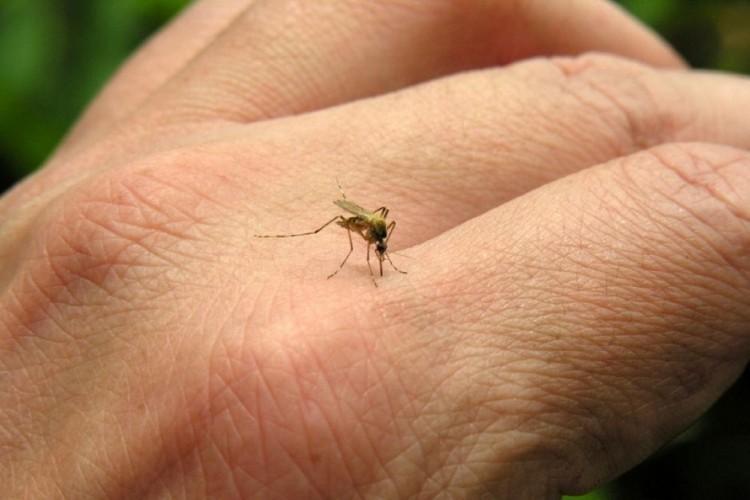 Casos suspeitos de dengue são descartados em Ituporanga