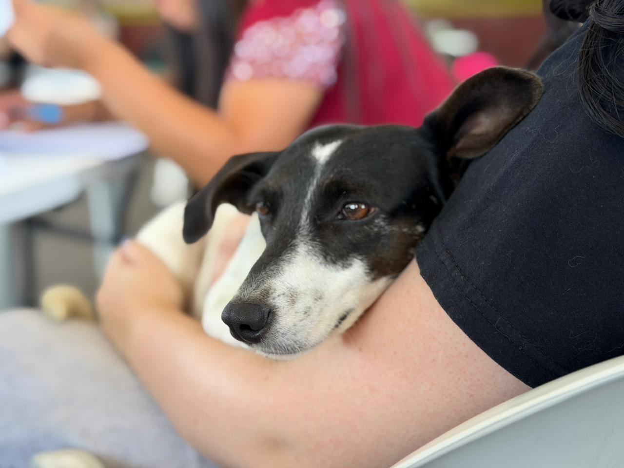 Castrações de animais serão realizadas nesta semana em Chapadão do Lageado