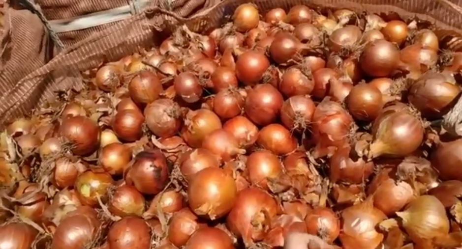 Cebola catarinense aquece mercado nacional e preço da hortaliça passa de R$ 1,20 o Kg