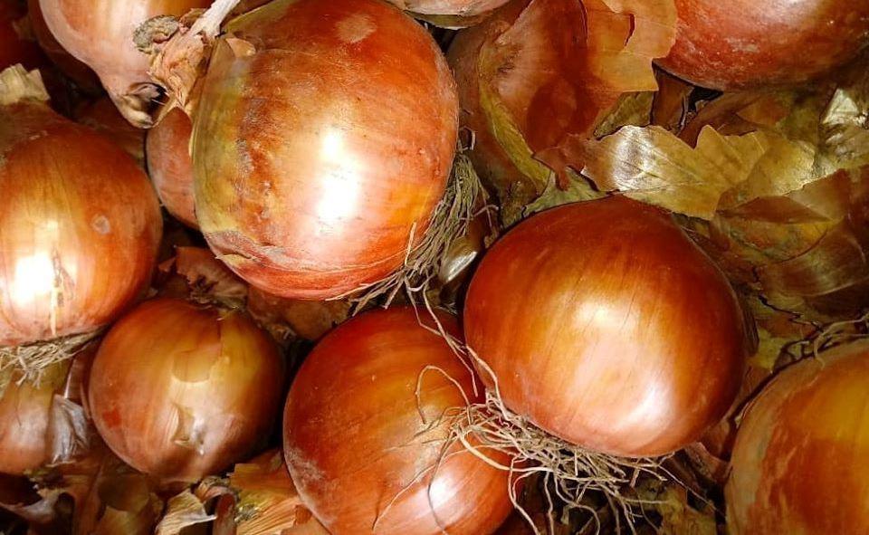 Cebola é comercializada a R$ 1,00 o kg e mercado é promissor para Santa Catarina