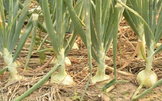 Cebola sobe no atacado e nova safra deve cair 21% em Santa Catarina