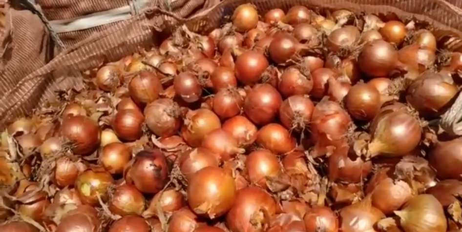 Cebola supera R$ 3 reais o quilo e safra está sendo encerrada na região