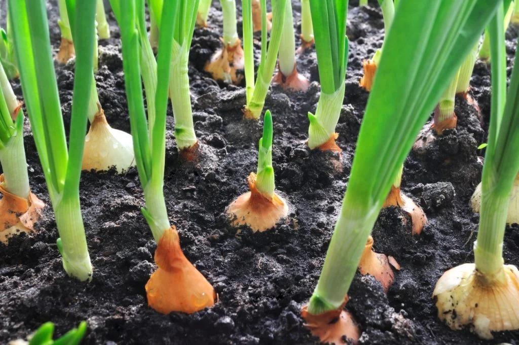 Cebolas orgânicas promovem consumo consciente e exigem visão de gestão da propriedade