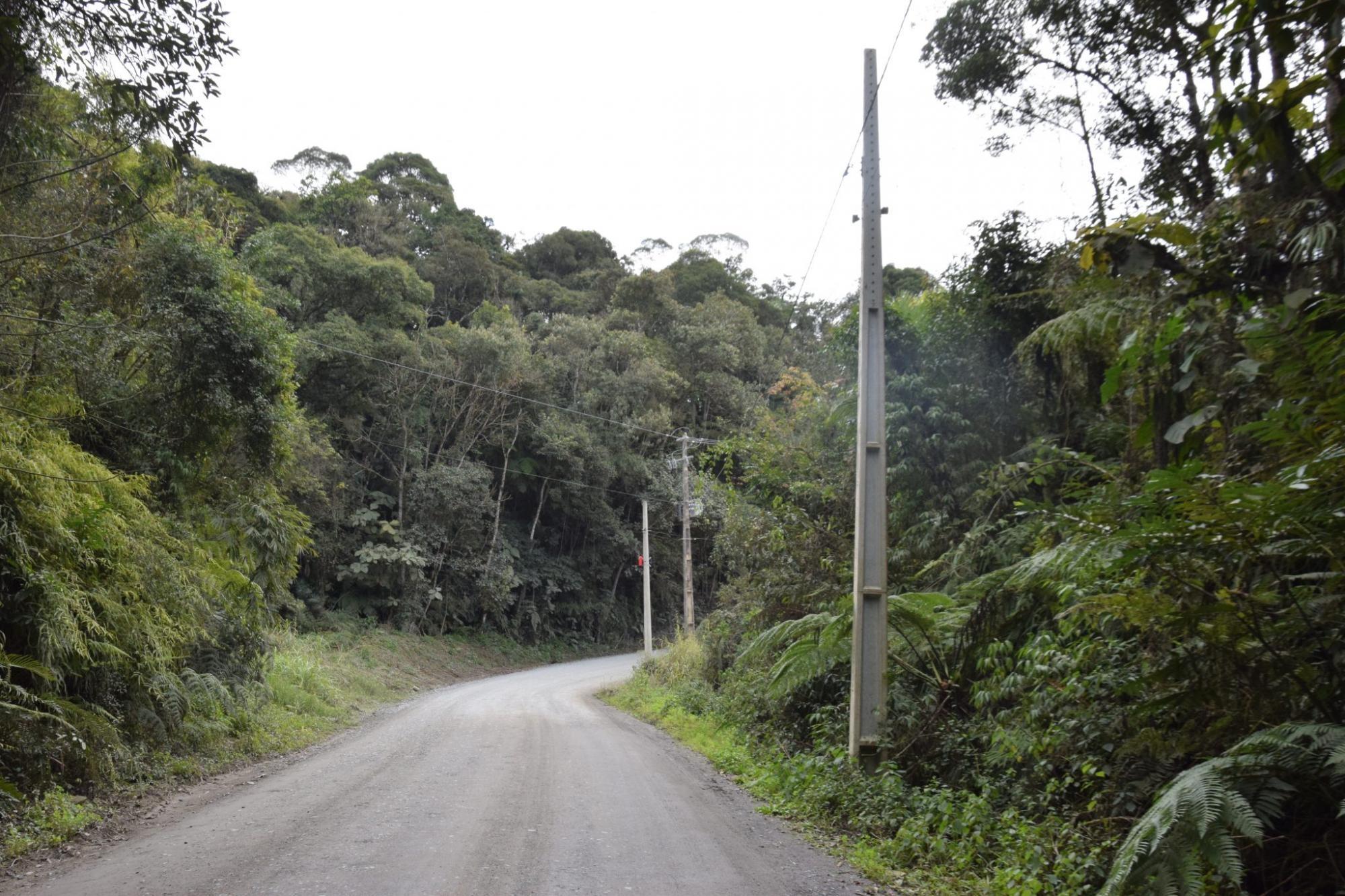 Cerca de 60% das ocorrências de falta de energia no Alto Vale são por conta de vegetação na rede, alerta Celesc