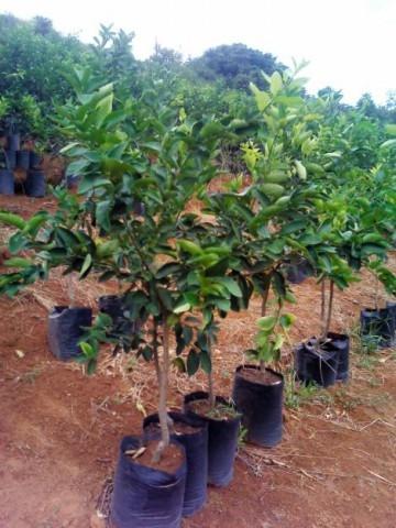 Campanha de Mudas Frutíferas é prorrogada em Petrolândia