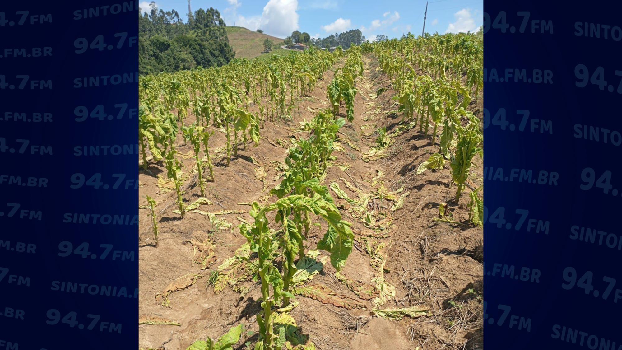 Chapadão do Lageado decreta emergência após granizo destruir lavouras de fumo