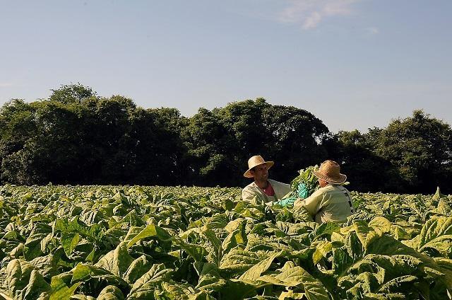 Chapadão do Lageado recebe nesta quarta-feira Ciclo de Conscientização dos produtores de tabaco