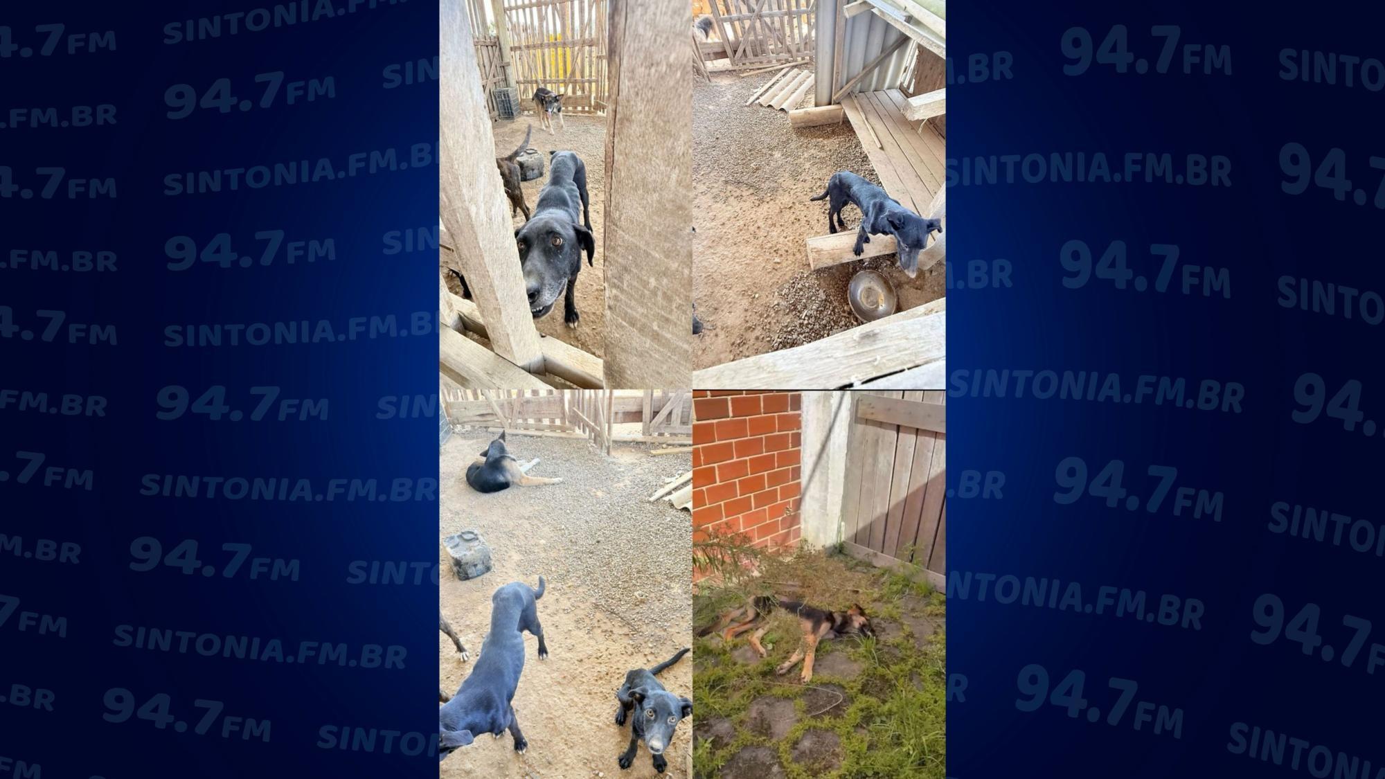 Chinês é preso pela Polícia Civil por maus-tratos a animais