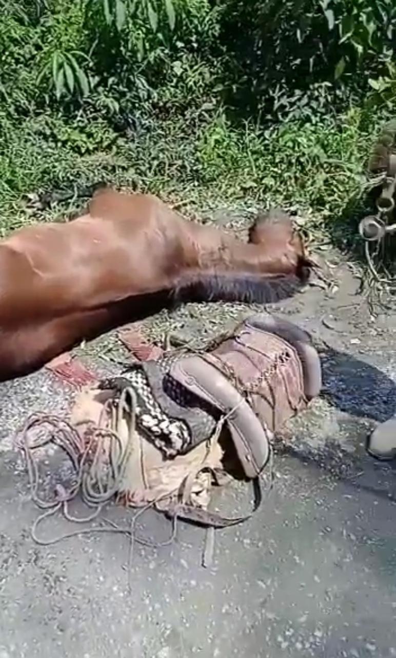 Choque entre cavalos deixa adolescente em estado grave em Petrolândia