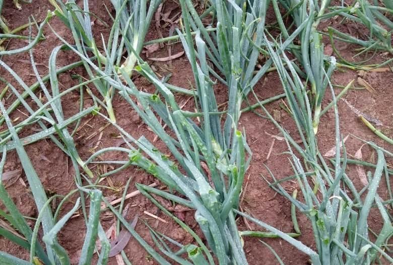 Chuva de granizo causa prejuízos em Imbuia