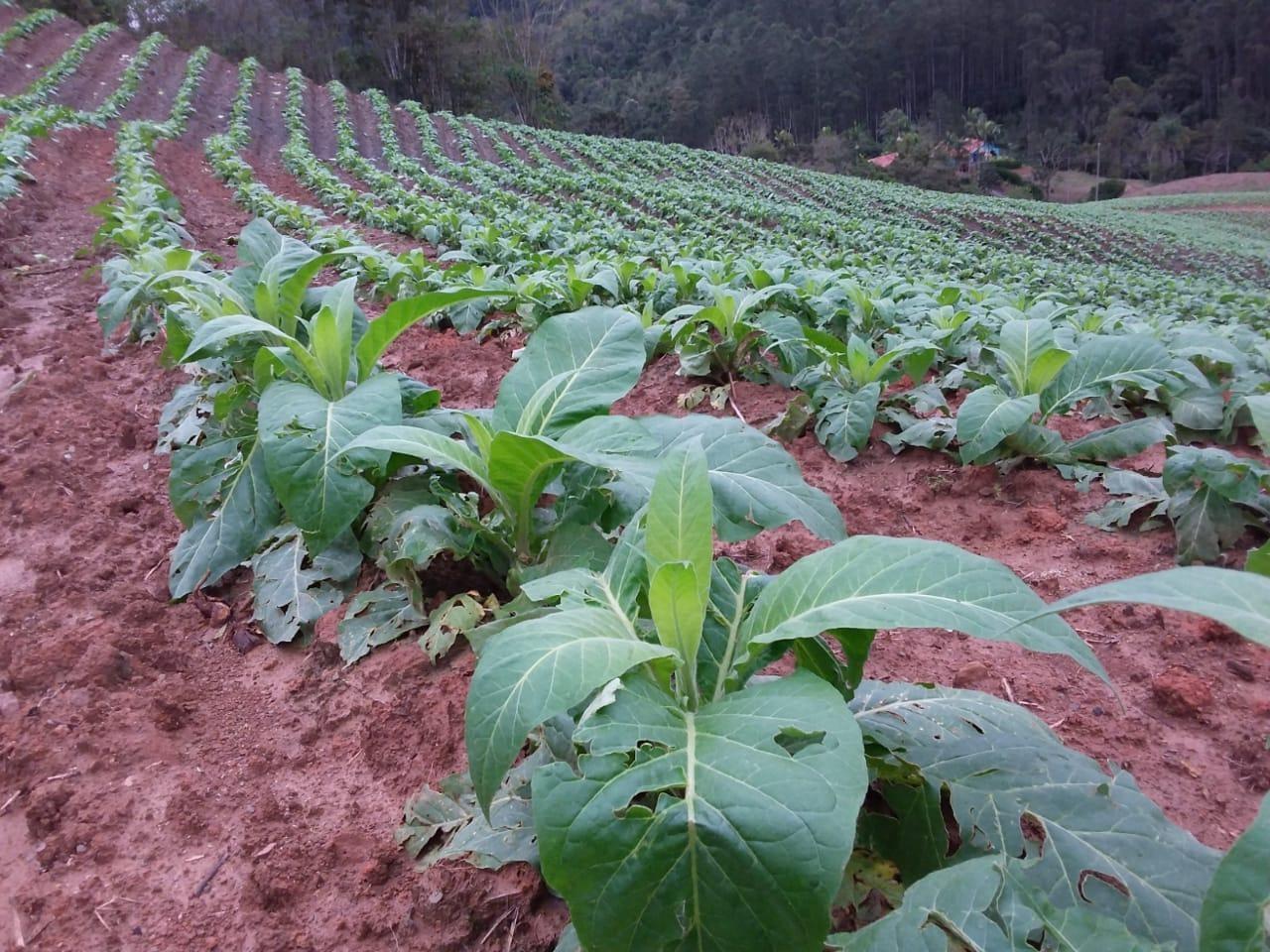 Chuva e granizo causam prejuízos para agricultores da região