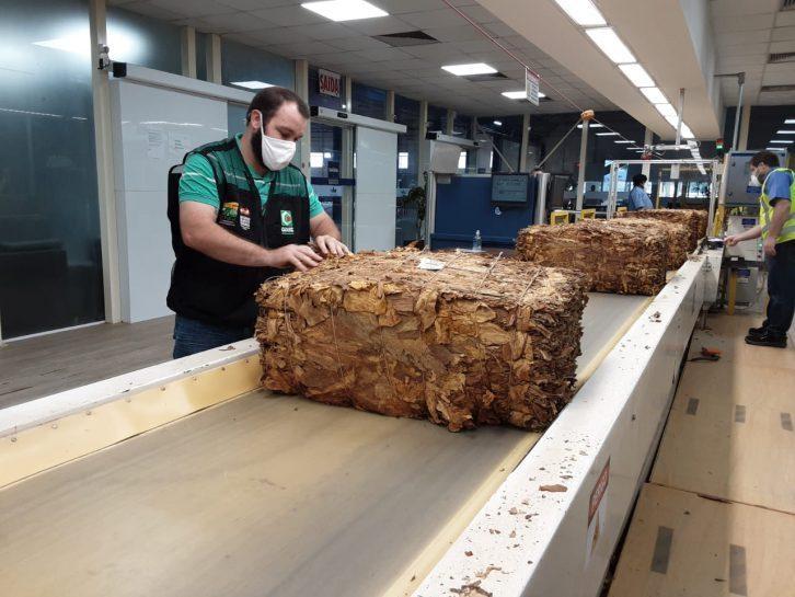 Cidasc acompanha a compra do tabaco em Santa Catarina e se coloca como parceira do produtor