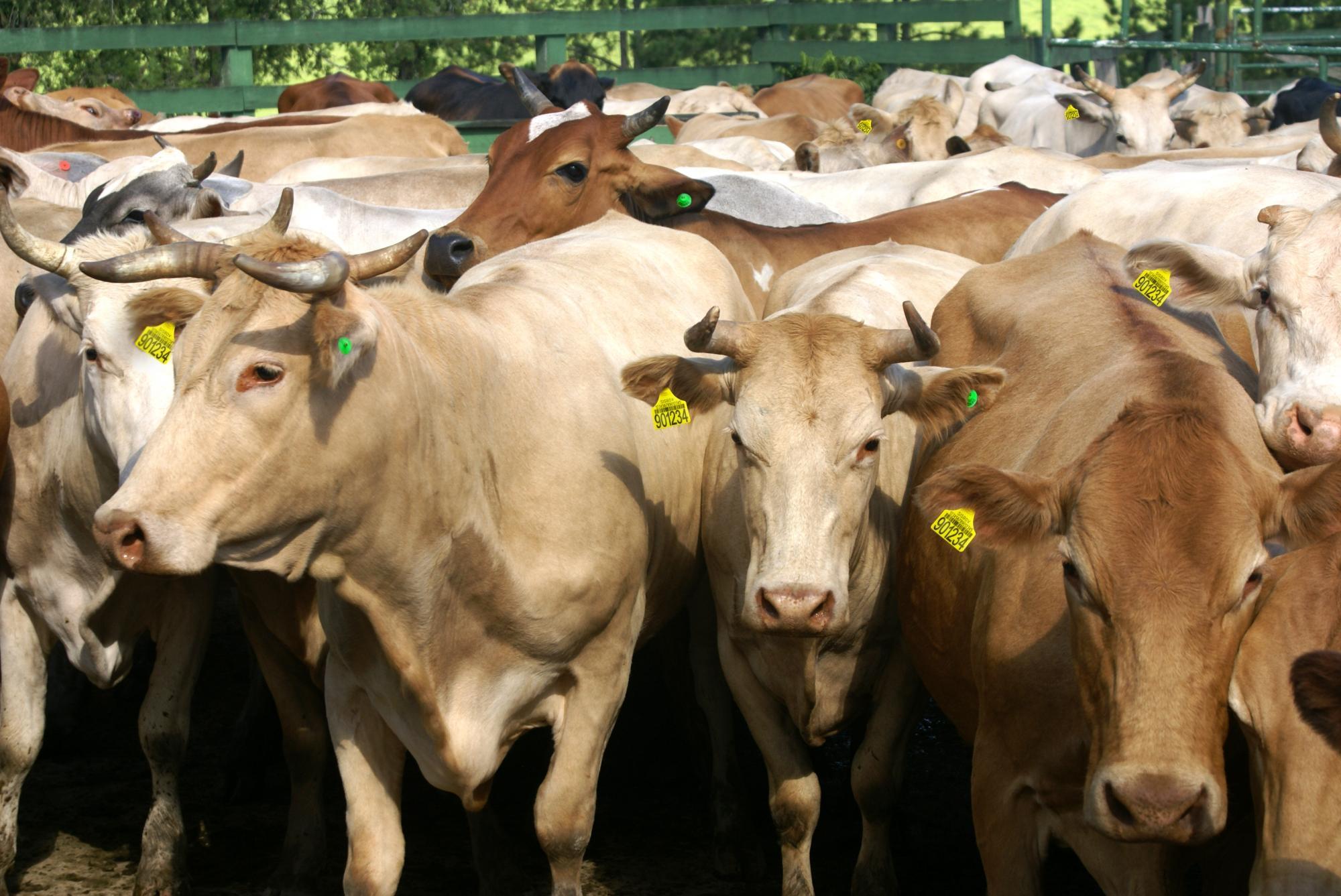 Cidasc alerta produtores da região sobre importância da brincagem de animais
