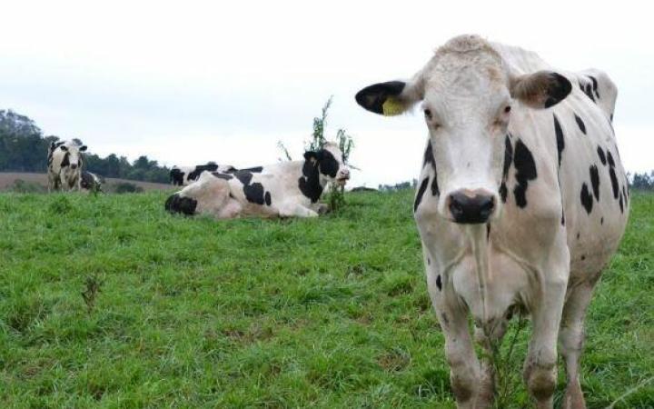 CIDASC e Secretaria de Agricultura de Alfredo Wagner agem para controle de raiva bovina na cidade