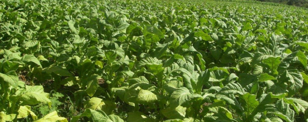 Cidasc iniciou em fevereiro acompanhamento da comercialização do tabaco catarinense junto às fumageiras