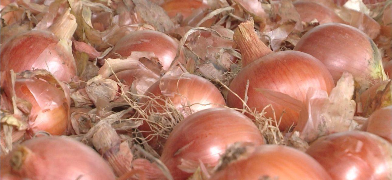 Clima e pragas prejudicam safra da cebola e alimento chega mais caro ao consumidor