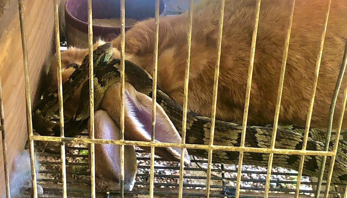 Cobra é capturada pelos Bombeiros dentro de um viveiro de coelhos