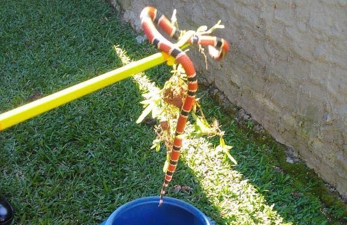 Cobra venenosa de quase um metro é flagrada brincando com gato em Ibirama