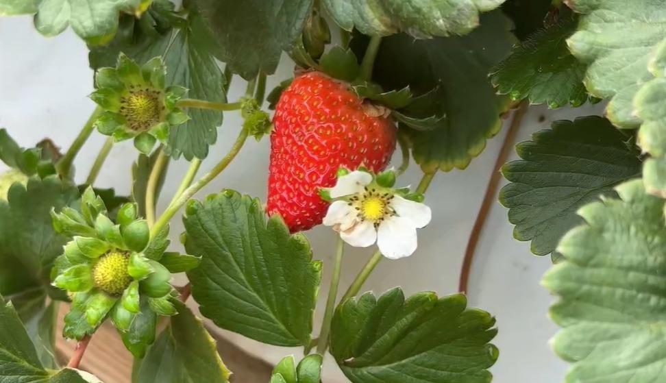 Colha e pague, geleia premiada e até cachaça de morango; Conheça o Sítio Marian